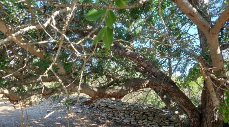 Tarragona - Rasquera - 2340m2