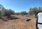 Terreno no urbanizable en venta en la España, Rasquera, ref: TR179506 foto