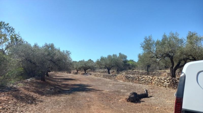 Tarragona - Rasquera - 2340m2