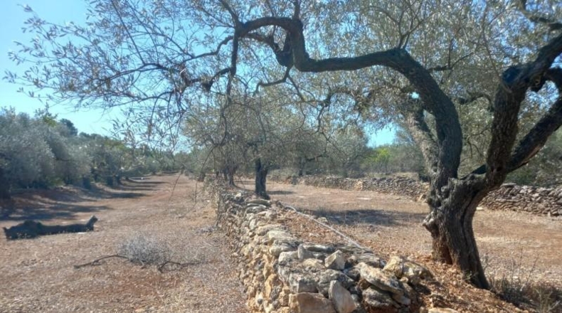 Tarragona - Rasquera - 2340m2