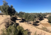 Xalet independent amb terreny en venda a la España, Calaceit, ref.: TR399024 foto