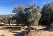 Xalet independent amb terreny en venda a la España, Calaceit, ref.: TR399024 foto