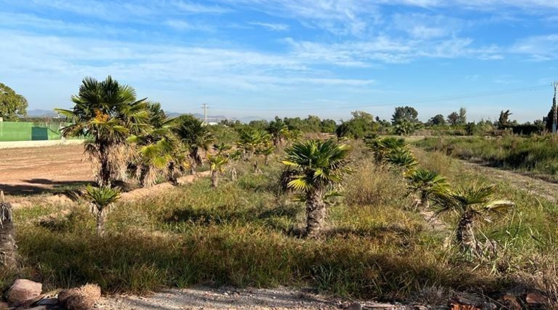 València - Puzol - 786m2