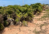 Terreno no urbanizable en venta en la España, Puçol, ref: TR118984 foto