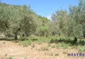 Non-developable land for sale on España, Xaló, ref: TR397821 photo