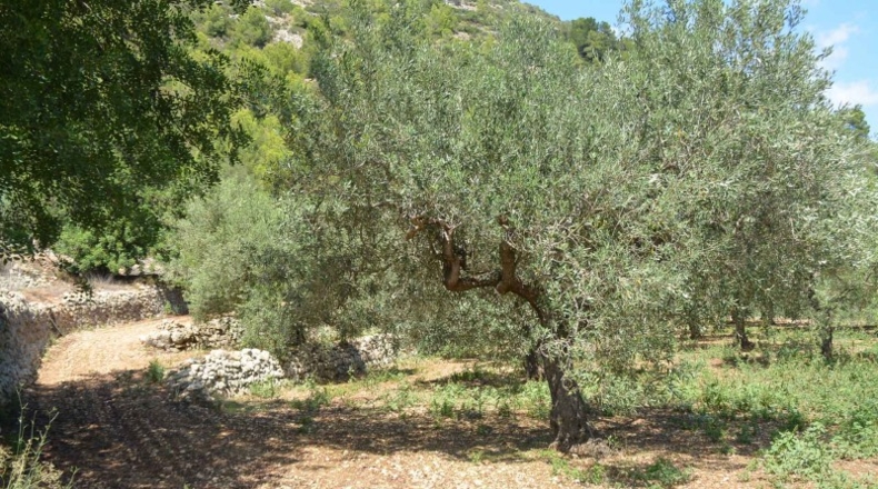Soria - Arcos de Jalón - 4339m2