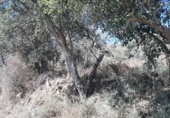 Terreno no urbanizable en venta en la España, Cáceres, ref: TR123490 foto