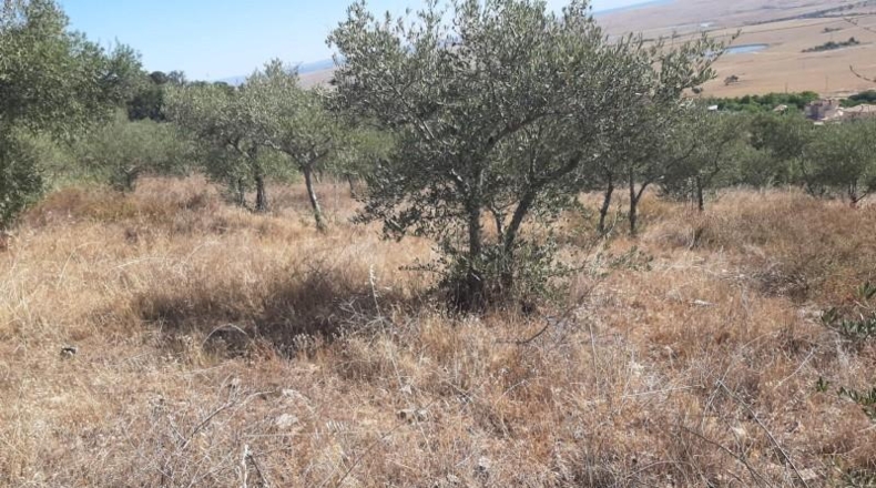 Cáceres - Cáceres - 6650m2