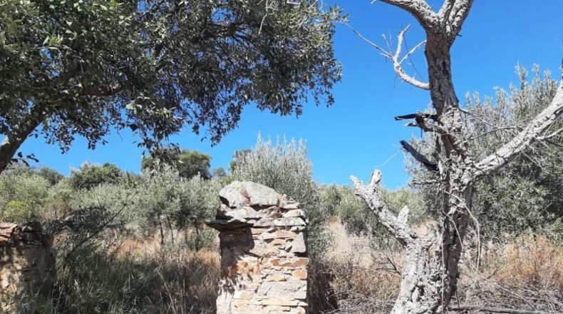 Cáceres - Cáceres - 6650m2
