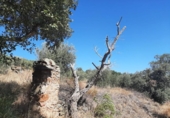 Terreno no urbanizable en venta en la España, Cáceres, ref: TR123490 foto