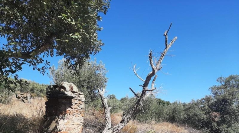 Cáceres - Cáceres - 6650m2