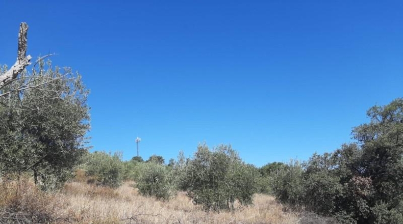 Cáceres - Cáceres - 6650m2
