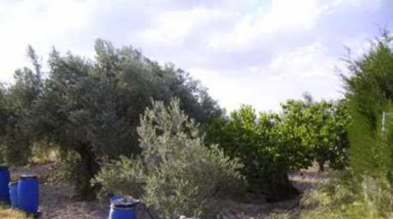 Múrcia - Calasparra - 1208m2