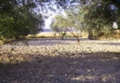 Terreno no urbanizable en venta en la España, Calasparra, ref: TR119418 foto