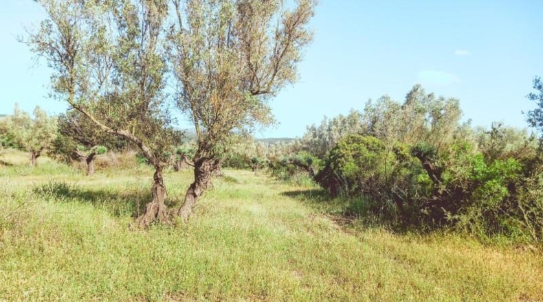 Tarragona - Ulldecona - 10609m2