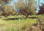Terreno no urbanizable en venta en la España, Ulldecona, ref: TR313501 foto