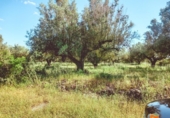 Terreno no urbanizable en venta en la España, Ulldecona, ref: TR313501 foto