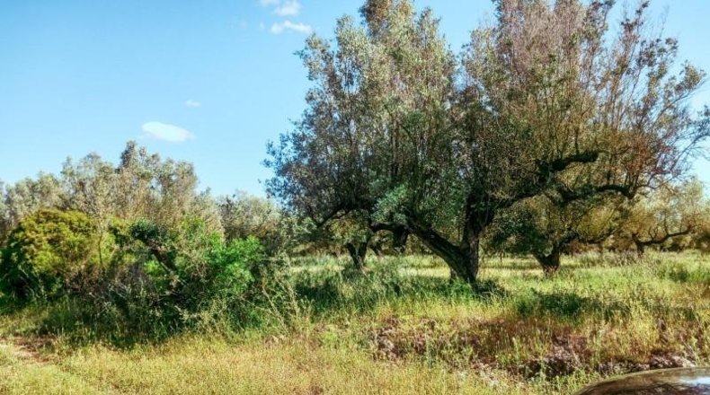 Tarragona - Ulldecona - 10609m2