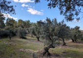 Terreno no urbanizable en venta en la España, Arens de Lledó, ref: TR295083 foto