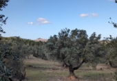 Terreno no urbanizable en venta en la España, Arens de Lledó, ref: TR295083 foto