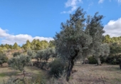 Terreno no urbanizable en venta en la España, Arens de Lledó, ref: TR295083 foto