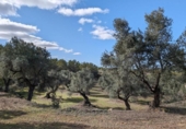 Terreno no urbanizable en venta en la España, Arens de Lledó, ref: TR295083 foto