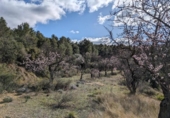 Terreno no urbanizable en venta en la España, Arens de Lledó, ref: TR295083 foto