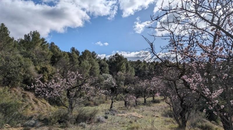 Teruel - Аренс де Льедо - 25781m2