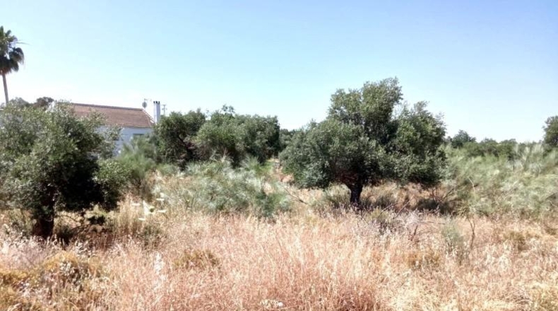 Sevilla - Castilblanco de los Arroyos - 2500m2
