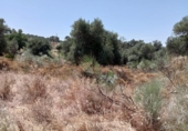 Terreno no urbanizable en venta en la España, Castilblanco de los Arroyos, ref: TR131130 foto