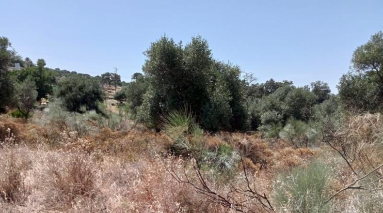 Sevilla - Castilblanco de los Arroyos - 2500m2