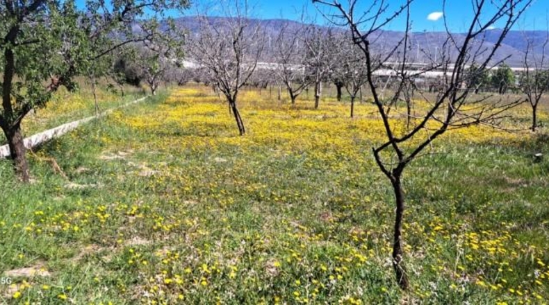 Almería - Fiñana - 2500m2