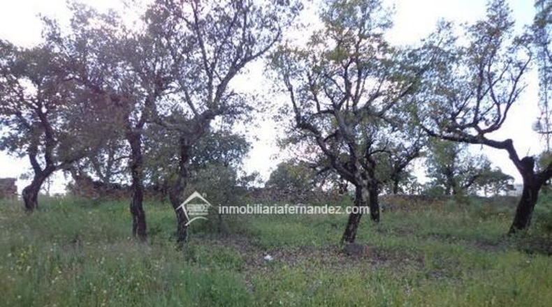 Cáceres - Sierra de Fuentes - 4500m2