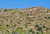 Terreno no urbanizable en venta en la España, Crevillente, ref: TR116411 foto