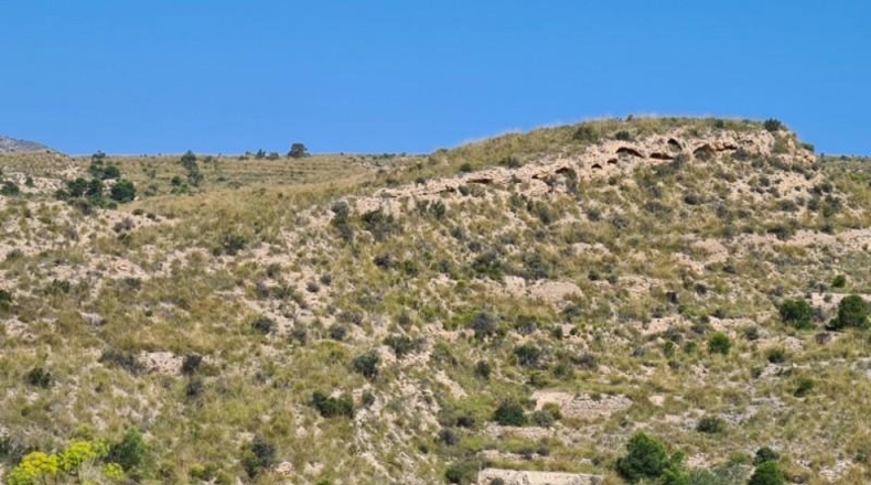 Alicante - Crevillente - 18000m2