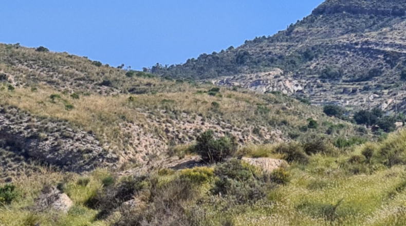 Alicante - Crevillente - 18000m2