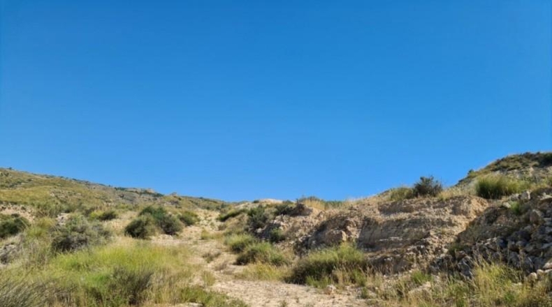 Alicante - Crevillente - 18000m2