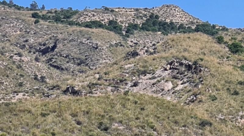 Alicante - Crevillente - 18000m2