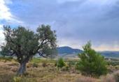 Terreno no urbanizable en venta en la España, Pinoso, ref: TR397147 foto