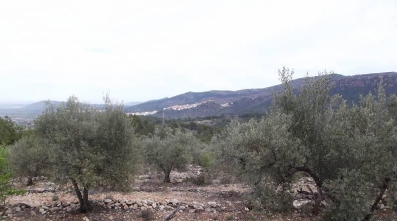 Castellón - Vilafamés - 6581m2