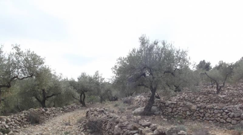 Castellón - Vilafamés - 6581m2