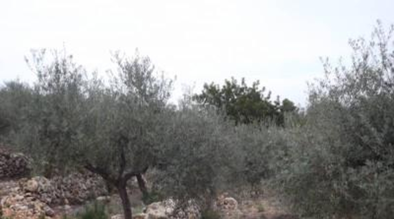 Castellón - Vilafamés - 6581m2