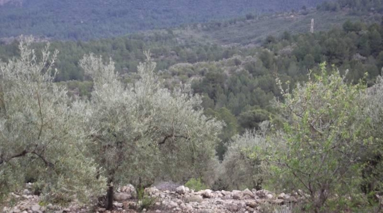 Castellón - Vilafamés - 6581m2
