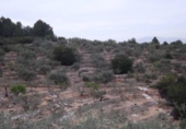 Terreno no urbanizable en venta en la España, Vilafamés, ref: TR121897 foto