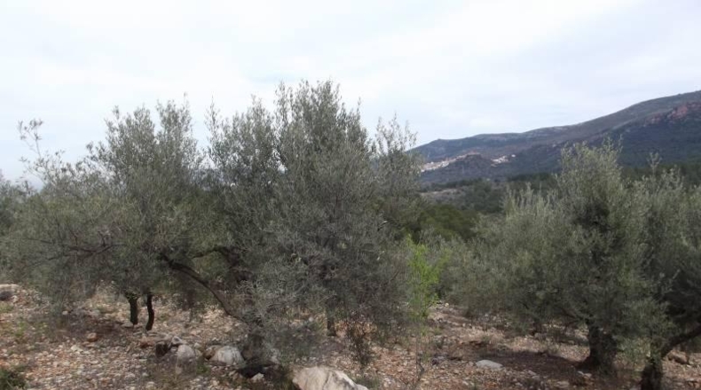 Castellón - Vilafamés - 6581m2