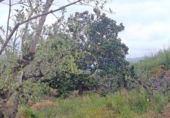 Casa de campo con terreno en venta en la España, Aielo de Malferit, ref: TR404620 foto