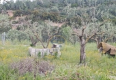 Casa de campo con terreno en venta en la España, Aielo de Malferit, ref: TR404620 foto