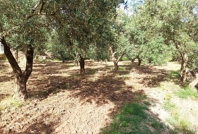 Alcolea 6800&nbsp;m²