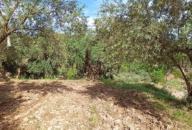 Alcolea 6800&nbsp;m²