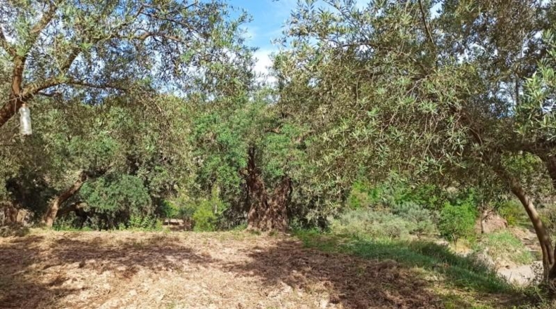Almeria - Alcolea - 2300m2